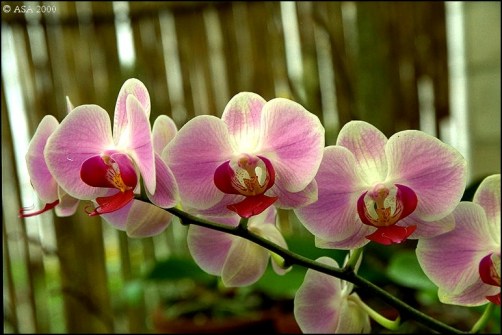 23ª Exposición de Orquídeas de los Orquideófilos del Tucumán @ Rectorado UNT | San Miguel de Tucumán | Tucumán | Argentina